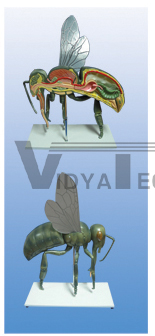 The dissection model of honeybee